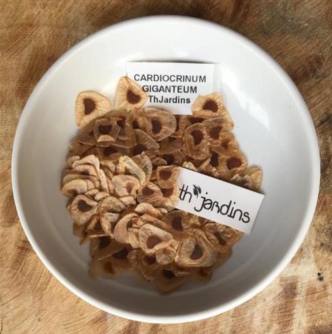 Cardiocrinum giganteum - Lírio Gigante do Himalaia, Lírio Gigante, Cardiocrino Gigante