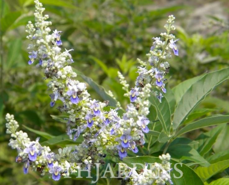 Vitex negundo - Árvore da Castidade de 5 Folhas, Nirgundi, Huang Ping