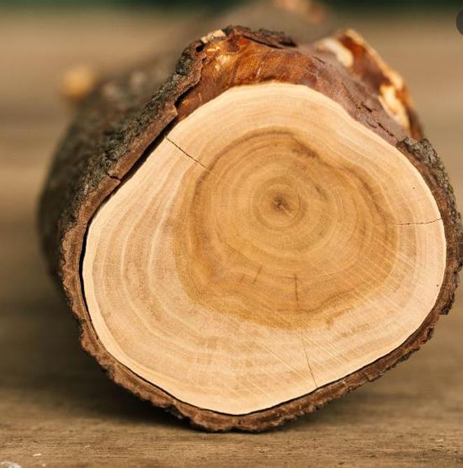 Santalum spicatum - Sândalo, Sândalo Australiano, Sandalwood, Quandong