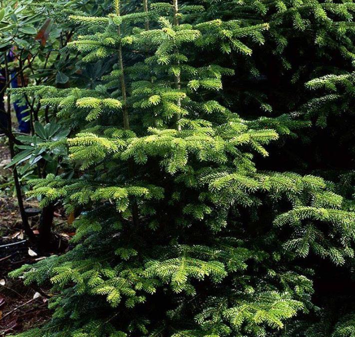 Abies nordmanniana Subsp. Equi-trojani - Abeto Caucasiano, Abeto De Trojan, Abeto Cavalo de Tróia, Pinheiro da Turquia