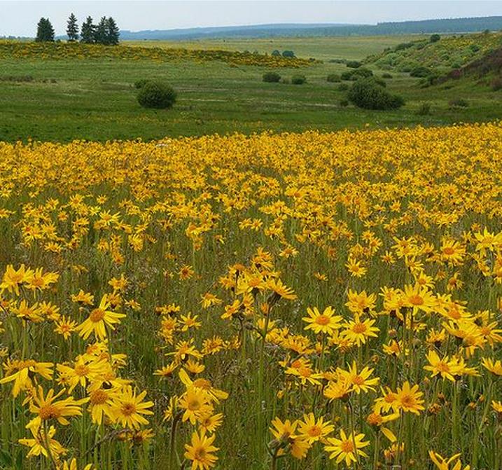 Arnica montana - Arnica verdadeira, Arnica da montanha