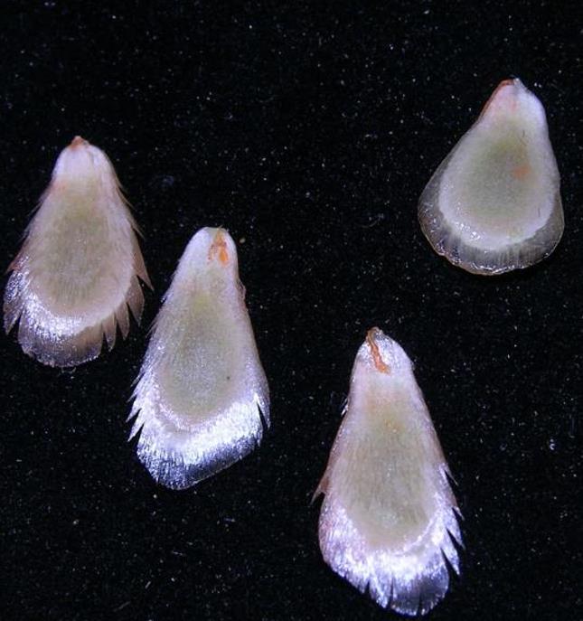 Melothria dulcis - Melotria Doce, Mini Melancia Doce, Pepino doce