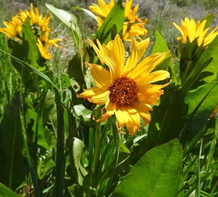 Orelha de Mula do Norte, Girassol Anão Liso, Northern Mule's Ears - Wyethia amplexicaulis (Espeletia amplexicaulis)