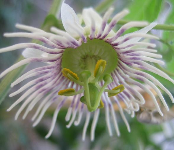 Passiflora morifolia - Maracujá doce azul, maracujá doce roxo