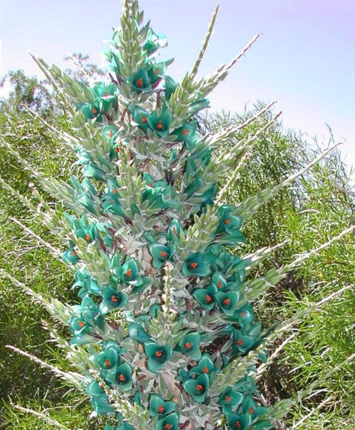 Puya berteroniana (Puya alpestris ssp. zoellneri) - Bromélia Azul Turquesa