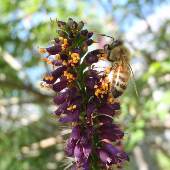 Amorpha Fruticosa - Falso indigo, falso indigo do deserto, indigo bush