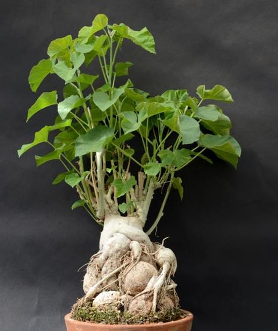 Ipomoea albivenia - (Ipomoea caudiciform), Algodão selvagem, Ipomoea wild cotton