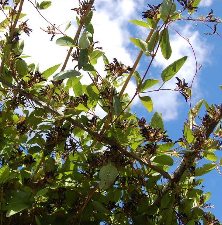Kennedia nigricans - Trepadeira Pássaro Negro - Black Coral Pea