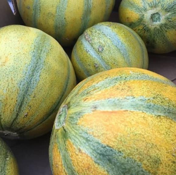 Cucumis melo Ha'Ogen (Certificação Orgânica) - Melão de Israel, Melâo Ha Ogem, Mini Melão Kibbutz, Melâo HaOgem