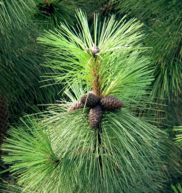 Pinus kesiya (Pinus insularis) - Pinheiro de Khasia, Khasi pine, Benguet pine