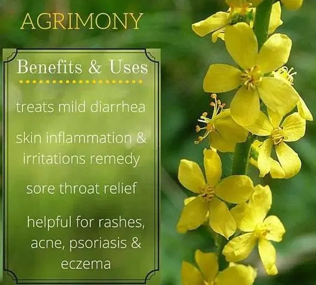 Agrimonia eupatoria - Eupatória, Erva Milagrosa, Erva dos Gregos, Erva Hepática, Campanários de Igreja