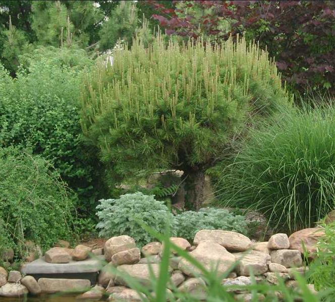 Pinus densiflora - Pinheiro japonês vermelho, Japanese red pine, Akamatsu