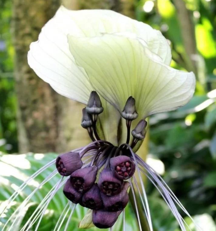 Tacca Nivea - Flor Morcego Branca, Orquídea Branca, Bat Flower, Flor de Orquídea Branca
