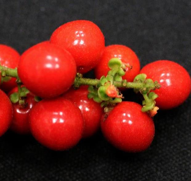 Allophylus cobbe - Cereja indiana doce, Allophylus indiano, Lichia Manbi