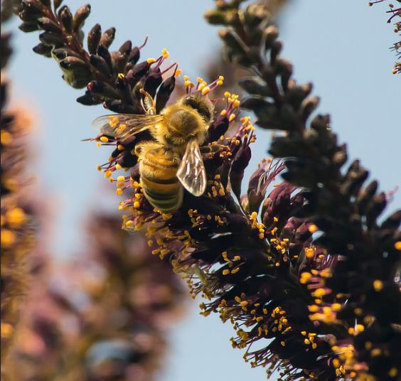 Amorpha Fruticosa - Falso indigo, falso indigo do deserto, indigo bush