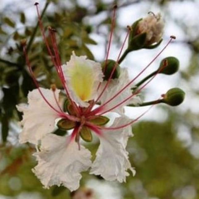 Delonix decaryi - Flamboyant Garrafa, Decary's Poinciana, Poinciana adansonioides Decaryi