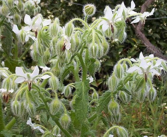 Borago Officinalis Alba - Borragem, Flor Da Alegria, Borage Floração Branco