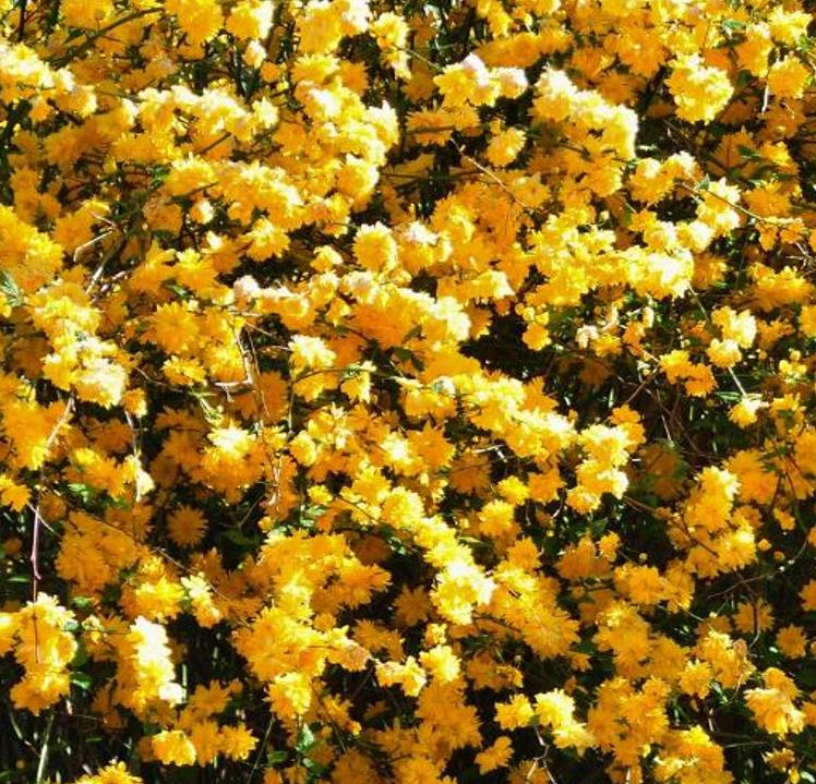 Kerria japonica 'Pleniflora' - Rosa Japonesa Dobrada, Malva de Judeu, Rosa da Páscoa, Botões de Bacharel