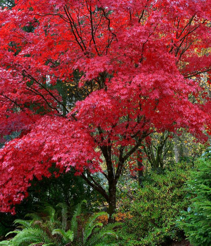 Acer rubrum - Bordo Vermelho, Maple Vermelho