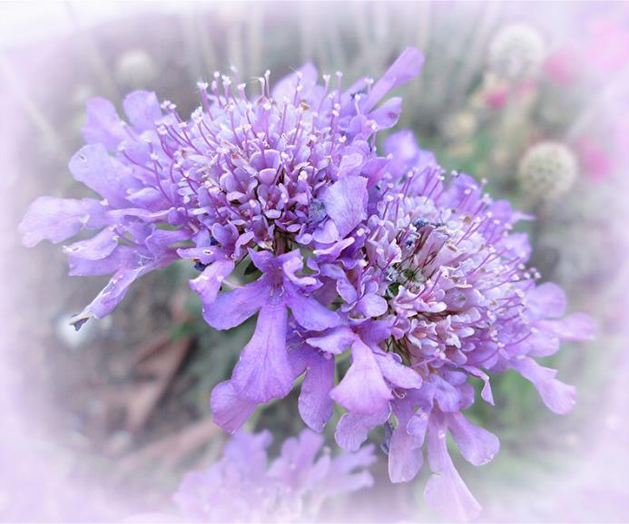 Scabiosa stellata - Escabiosa Flor Lua de Papel, Escabiosa Flor das Estrelas, Ping Pong Starflower