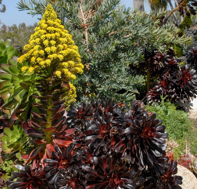 Aeonium arboreum Atropurpureum 'Zwartkop' - Rosa Negra, Aeonium Negro Arbóreo, Rosa Negra de Pedras