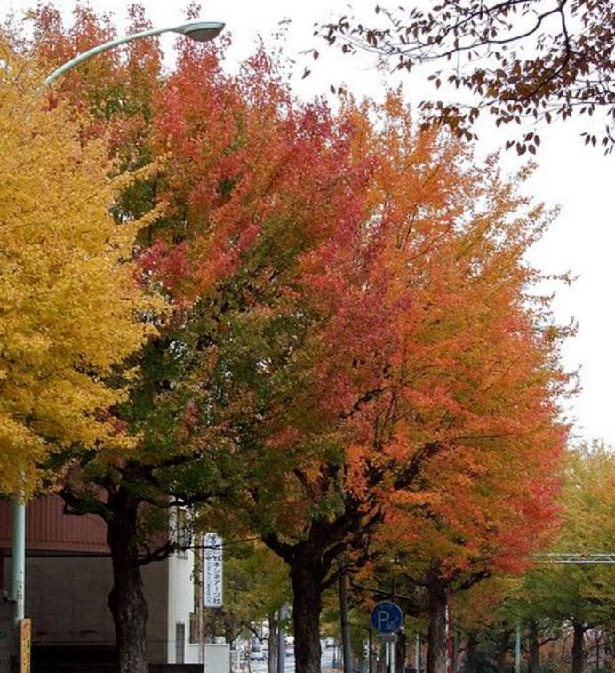 Acer buergeranum -  Maple Tridente, Maple