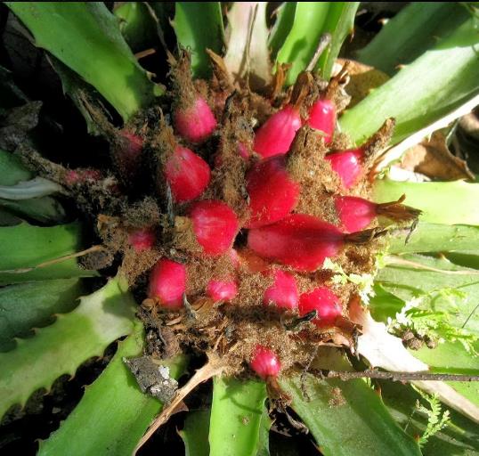 Bromelia karatas - Bromélia saborosa Pinuela, Piñuelas, Bromélia de Plumier
