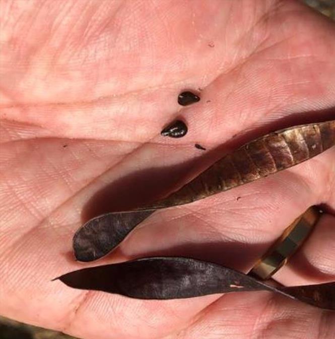 Senna artemisioides (Cassia artemisioides) - Cassia Prateada, Cassia Plumada, Cassia Prata, Senna Prata