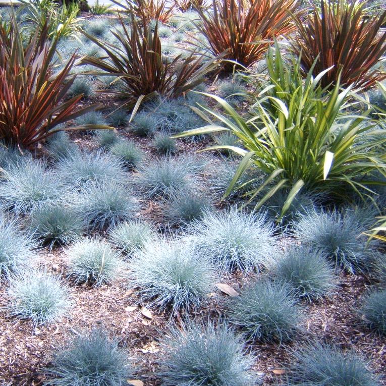 Festuca glauca 'Blue Select' - Grama Azul 'Seleção Azul', Blue Fescue Grass, Blue Select Grass