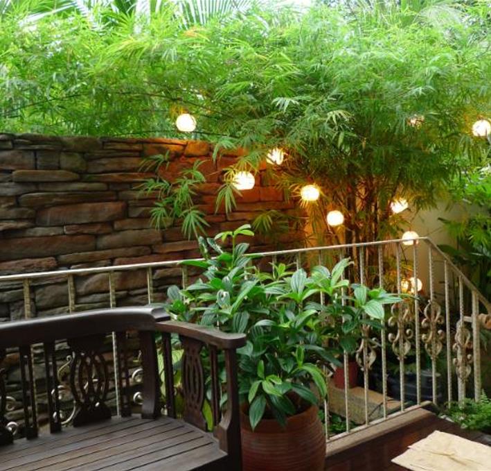 Phyllostachys pubescens (Phyllostachys edulis) - Bambu Mossô, Bambu Gigante Mossô