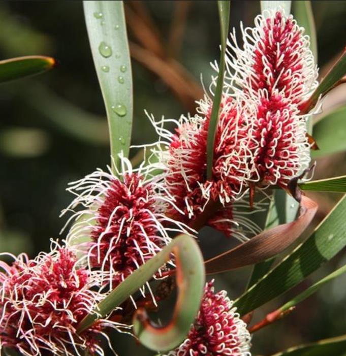 Hakea multilineata - Protea Hakea Multilineata, Hakea Folha de Lança, Hakea Folha de Gramíneas