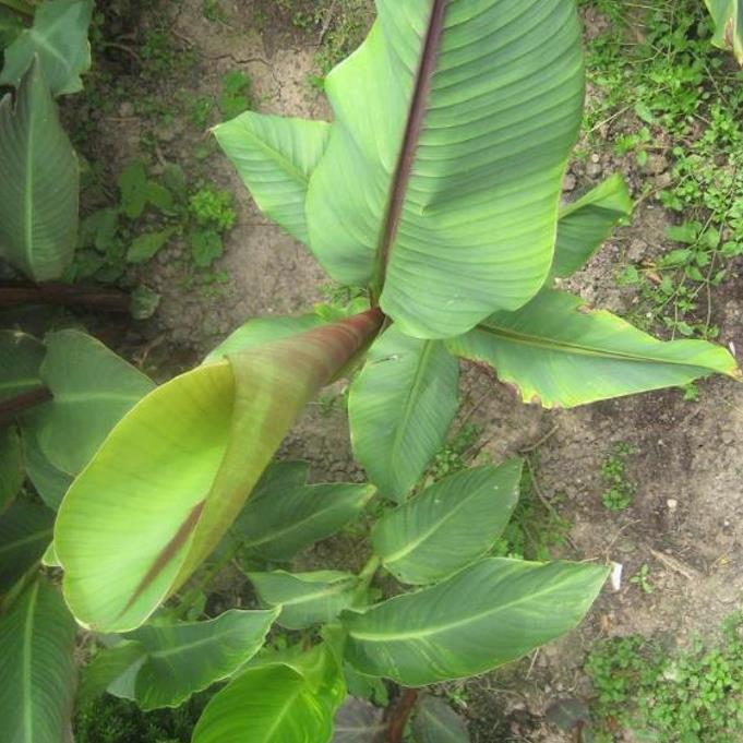 Musa itinerans burmese blue - Banana birmanesa azul