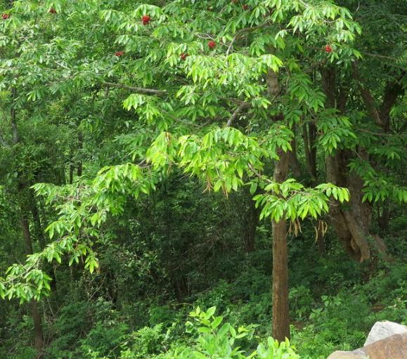 Huberantha cerasoides - Polyalthia cerasoides (Uvaria cerasoides) - Cereja Ashok, Cherry Ashok