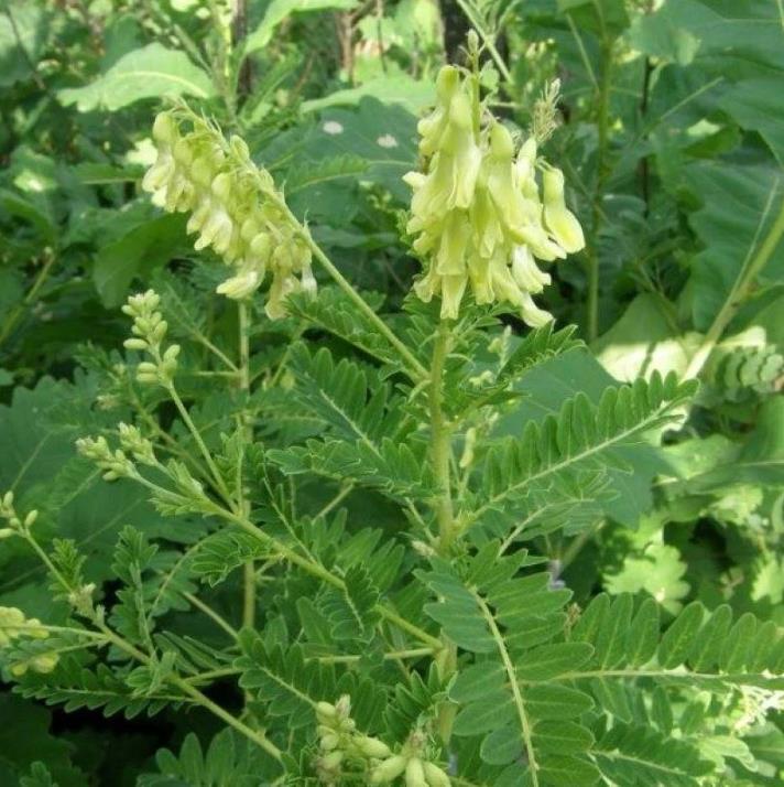 Astragalus membranaceus (Astragalus propinquus) - Erva da Longevidade, Astrágalo, Huang chi, Chinese milk-vetch