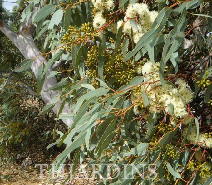 Eucalyptus punctata - Eucalipto Goma Cinza, Goma Cinza Madeira de Ferro, Grey Irongum