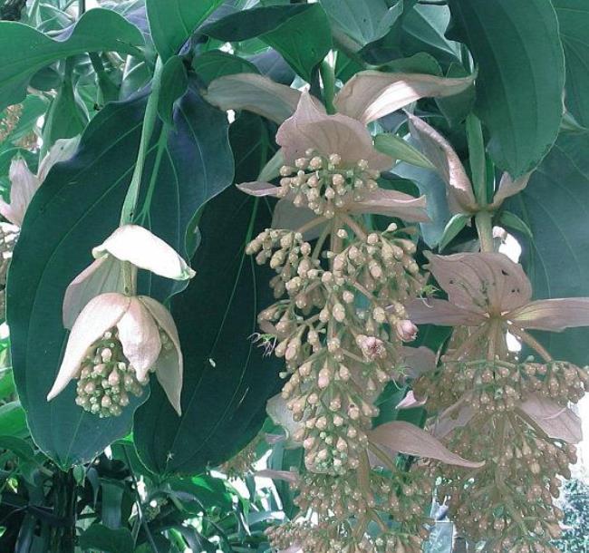 Medinilla magnifica Albiflora - Medinila Pérola Branca, Medinilla Branca, Pearl White Medinilla