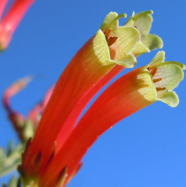 Erica versicolor (Erica discolor) - Erica bicolor, Charneca bicolor, Outeniqua, Erica verdadeira
