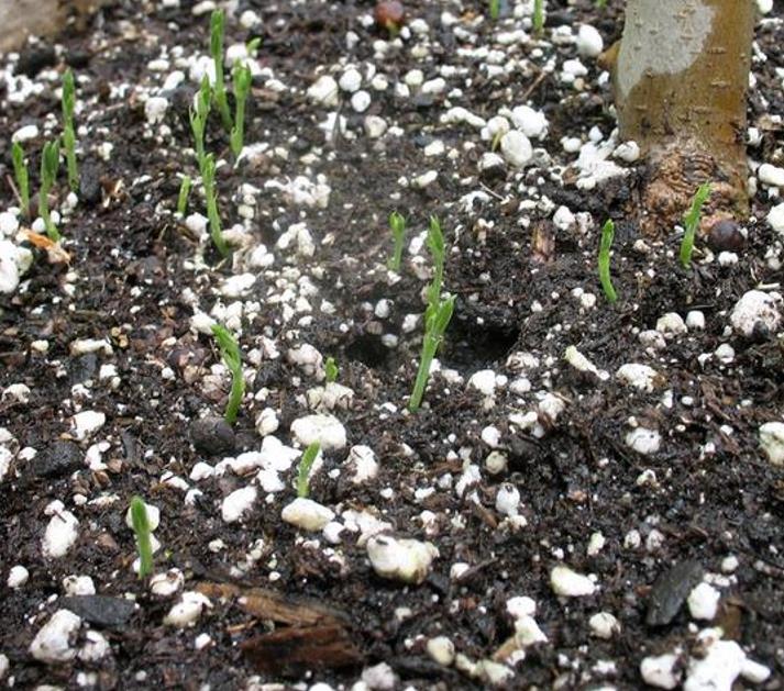 Lathyrus odoratus 'Mammoth Navy Blue' - Ervilha Doce Gigante, Trepadeira Ervilha de Cheiro 'Mammoth Navy Blue'