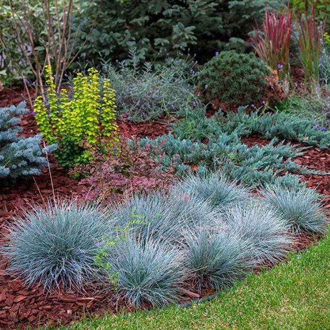 Festuca glauca 'Blue Select' - Grama Azul 'Seleção Azul', Blue Fescue Grass, Blue Select Grass