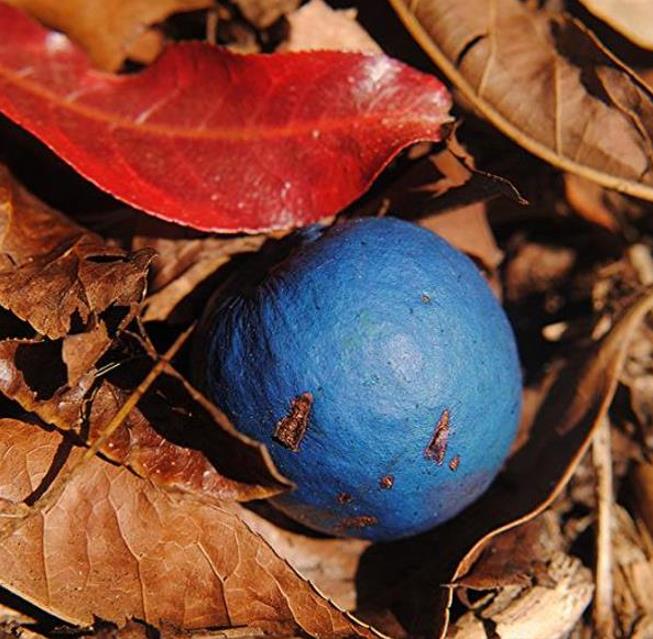 Elaeocarpus ganitrus - Azeitona Azul, Rudraksha, Contas de Mirtilo