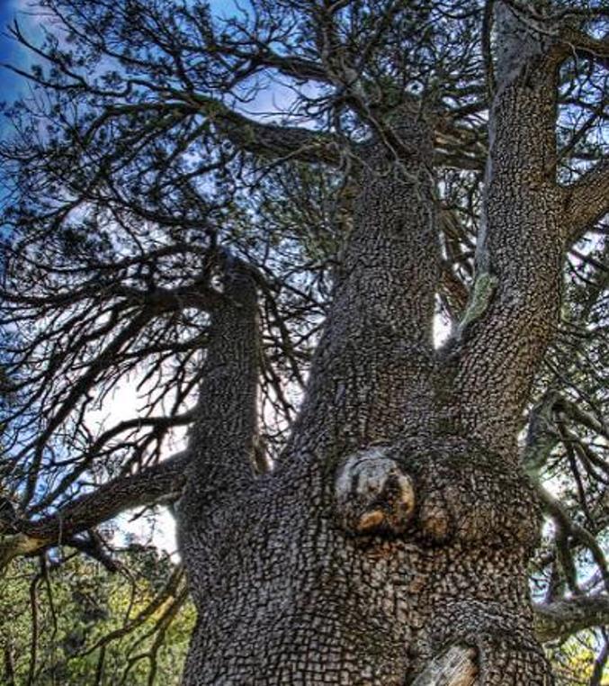 Juniperus deppeana Pachyphloea (Juniperus pachyphloea) - Zimbro do Jararé, Junípero Alligator, Alligator Juniper, Sweet-
