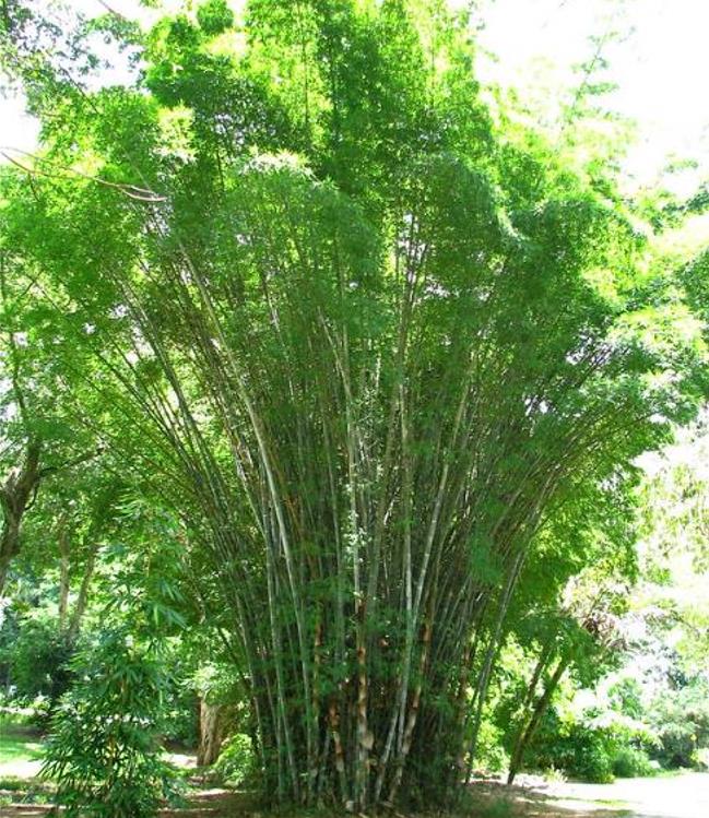 Dendrocalamus membranaceus - Bambu Branco Gigante, Bambu Gigante, Bambu Branco