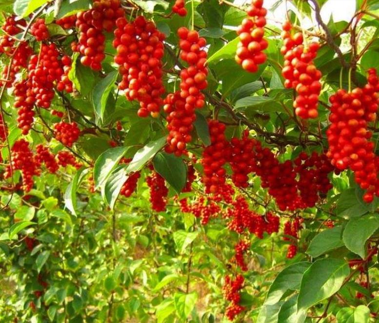 Schisandra chinensis - Cereja dos 5 Sabores (Wu-Wei-Zi), Magnolia Berry, Limonnik, Uva Vermelha