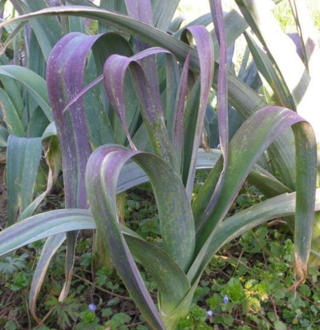 Allium Porrum Saint Victor D Hiver (Violet Leaf) - Alho Poró Saint Victor