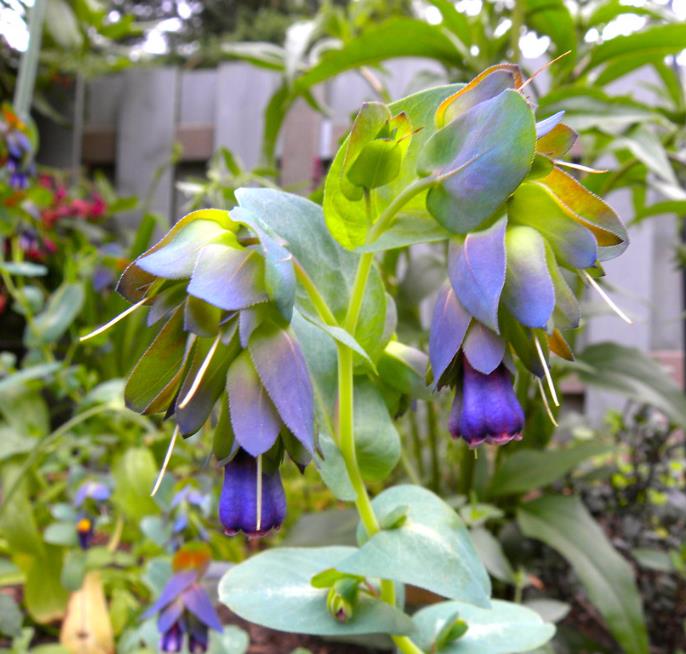 Cerinthe major 'Purpurascens' - Orgulho de Gibraltar, Blue Honeywort, Pride of Gibraltar, Flor de Cera Púrpura