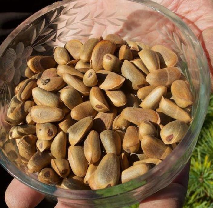 Pinus koraiensis - Pinheiro Coreano, Pinho Coreano, Pinnothin, Pinhole