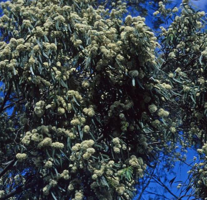 Eucalyptus amygdalina - Eucalipto Goma de Hortelã-Pimenta Preta, Eucalipto Menta, Black Peppermint Eucal