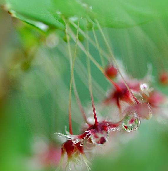 Phyllanthus pulcher - Groselha da Tailândia, Phyllanthus Bela, Phyllanthus Belo