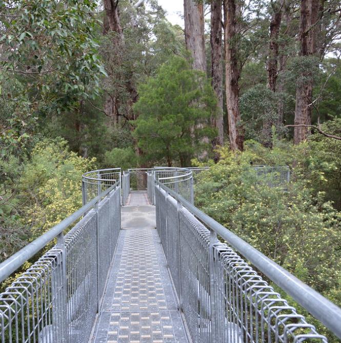Eucalyptus jacksonii - Eucalipto Gigante da Floresta, Eucalipto Red Tingle, Eucalipto Gigante Jacksonii