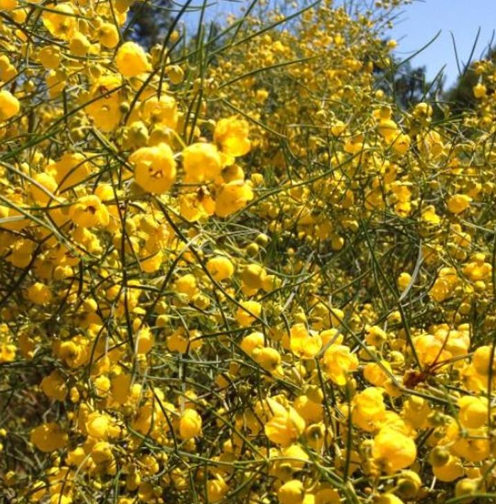Senna artemisioides (Cassia artemisioides) - Cassia Prateada, Cassia Plumada, Cassia Prata, Senna Prata